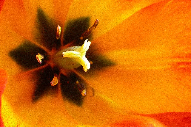 Orange Petals