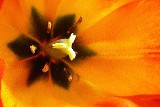 Orange Petals Orange Petals