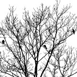 Tree Scape #1 Tree Scape #1