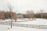 Rambling Fence