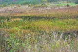 Marsh Series #1 Marsh Series #1