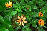 Morning Dew Morning Dew