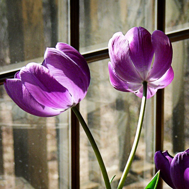 Purple Tulips