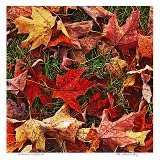 Autumn Leaves #1 Autumn Leaves #1