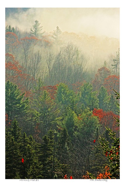 Morning Mist #2
