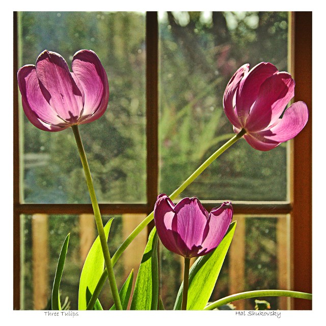 Three Tulips