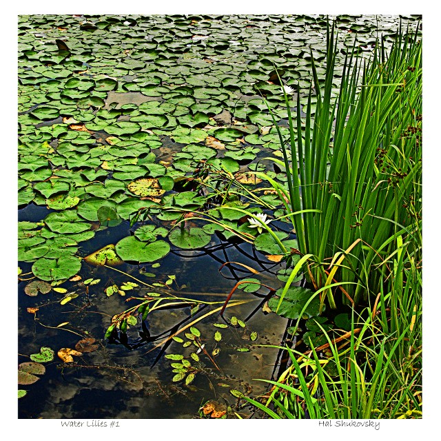 Water Lilies #1