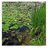 Water Lilies #1 Water Lilies #1