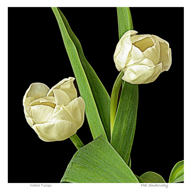 White Tulips