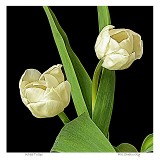 White Tulips White Tulips